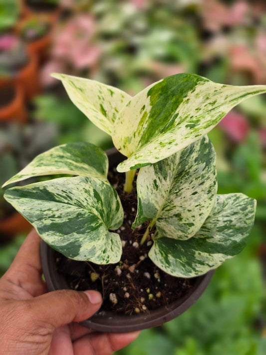 Pothos Marble Queen