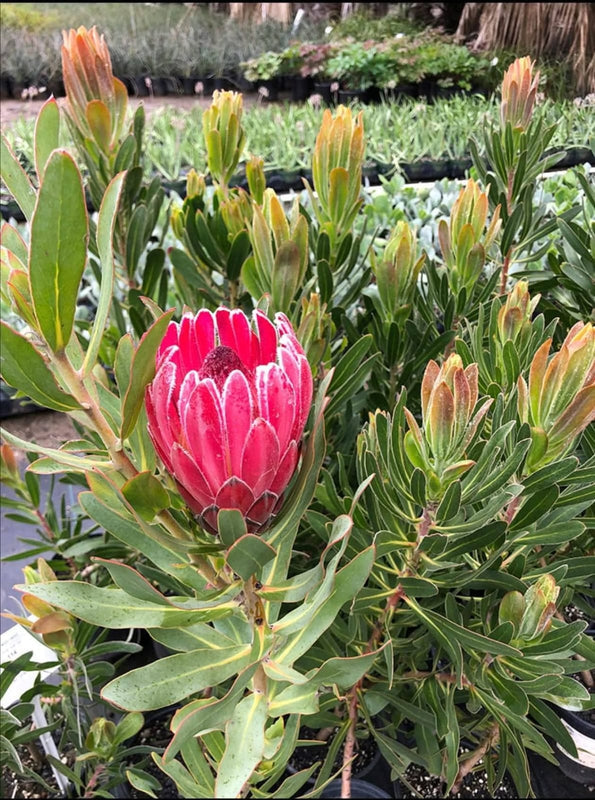 Protea Plant