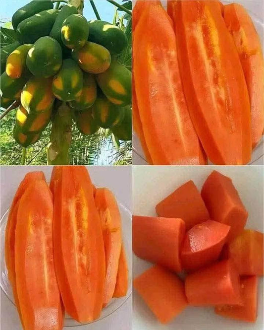 Red Lady Papaya Plant