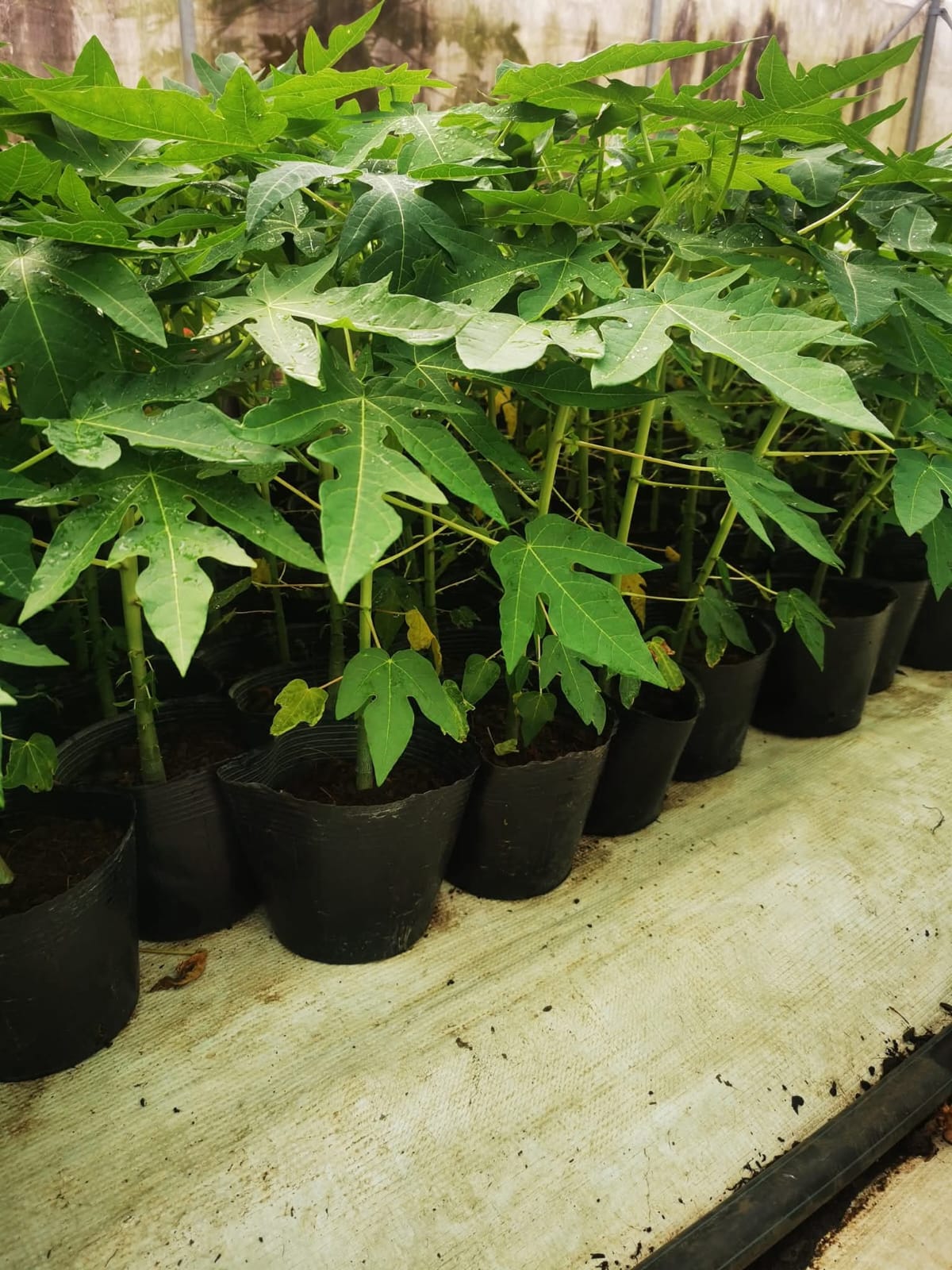 Red Lady Papaya Plant 3