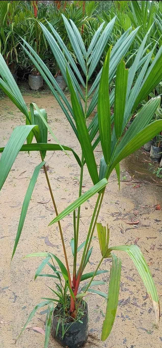 Red Palm medium