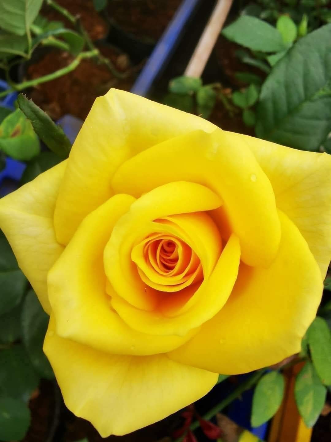 Rose 11