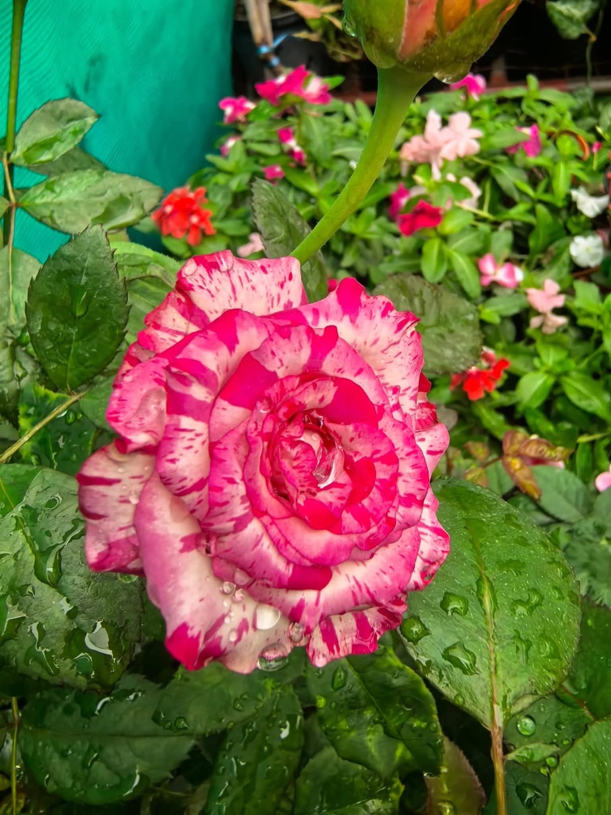 Rose 12