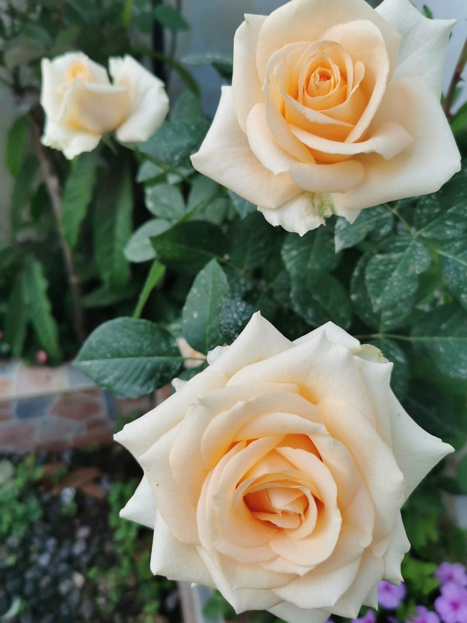 Rose 13