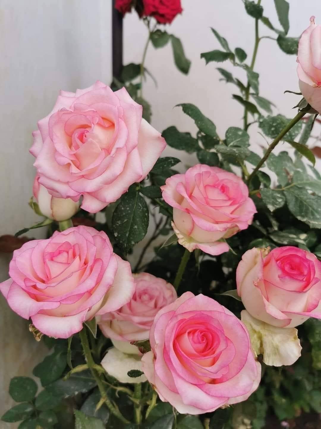 Rose 2