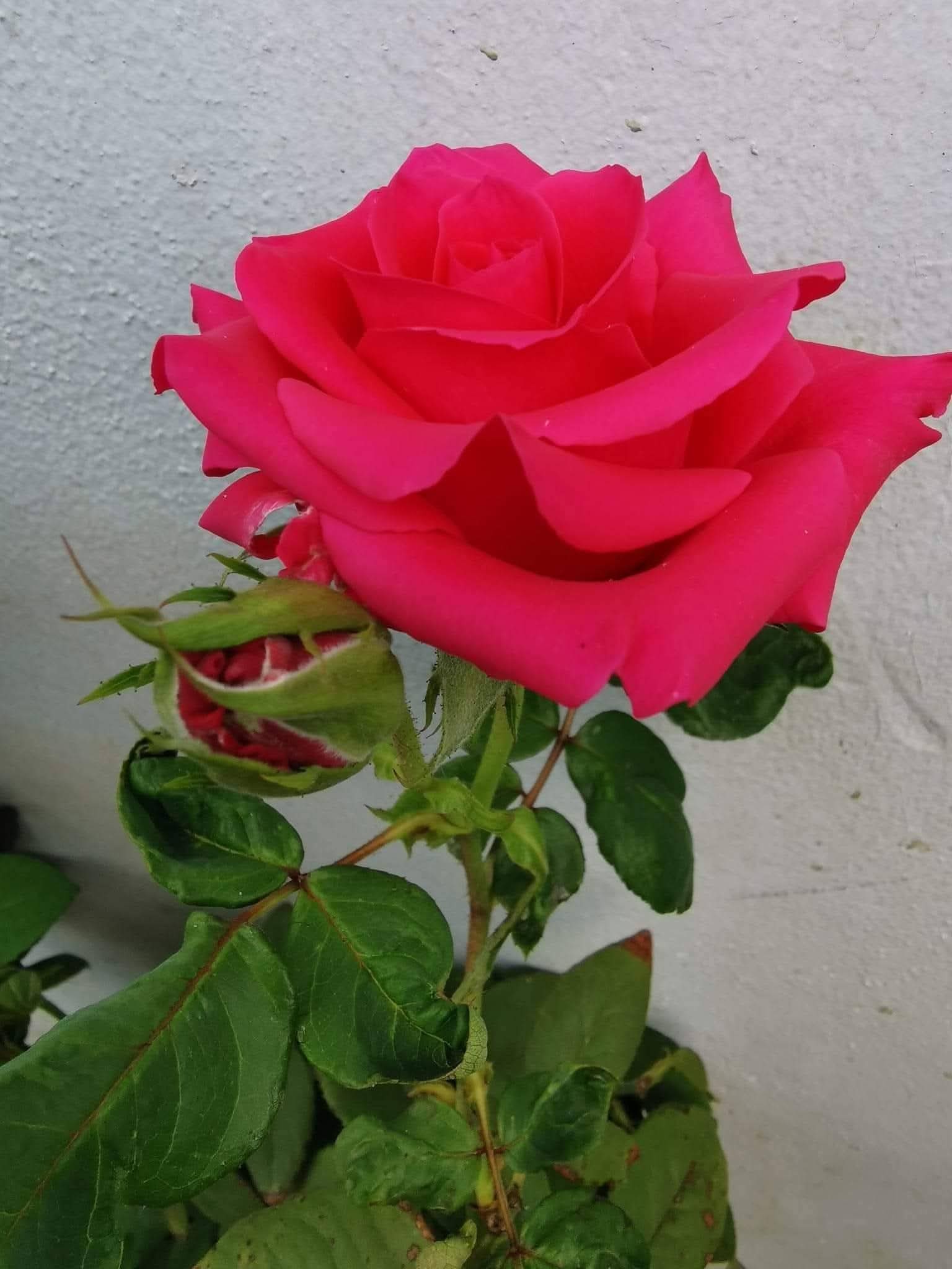 Rose 3