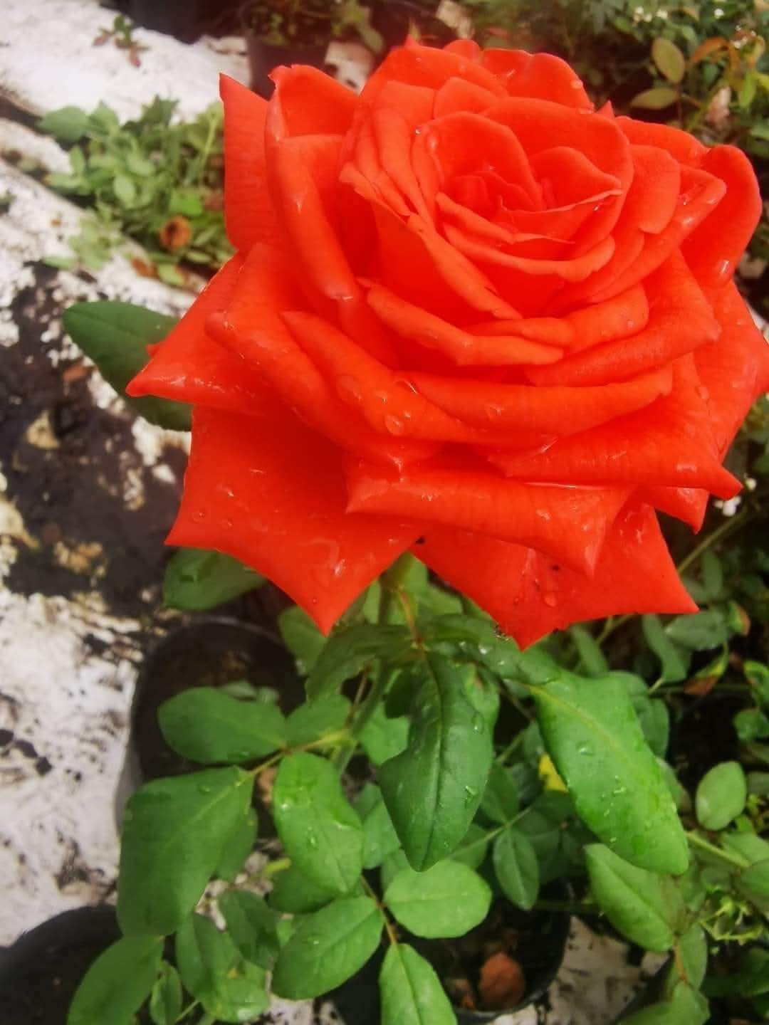 Rose 8