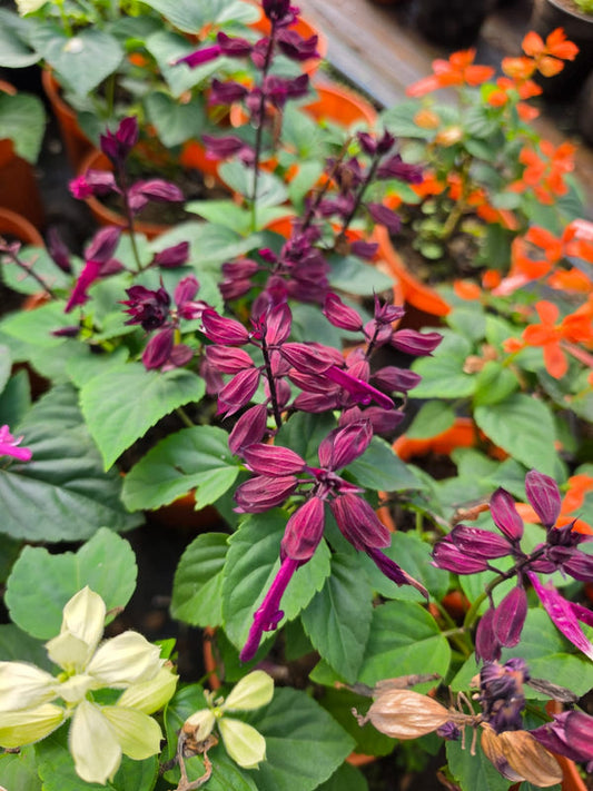 Salvia Dark Purple