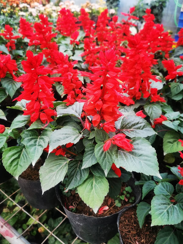 Salvia Dark Red