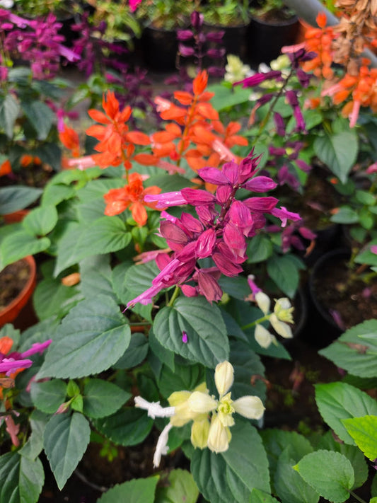 Salvia Purple