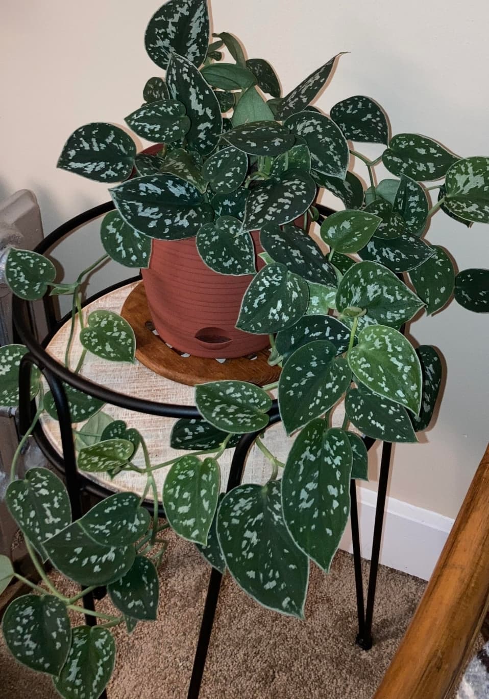 Satin Pothos Small Leaves