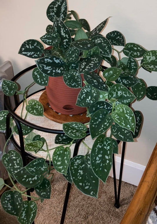 Satin Pothos Small Leaves