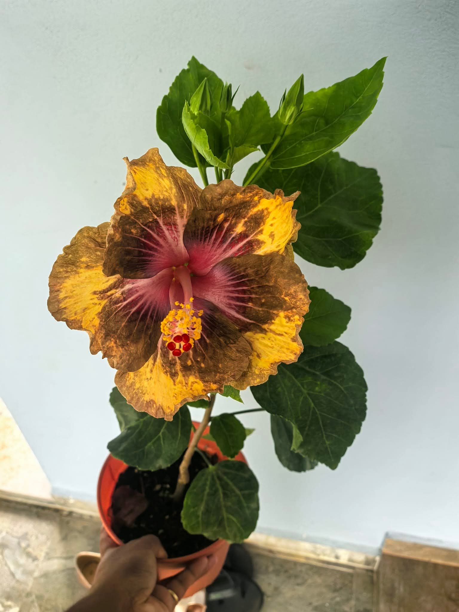 Stardust Hibiscus Hawaiian Imported