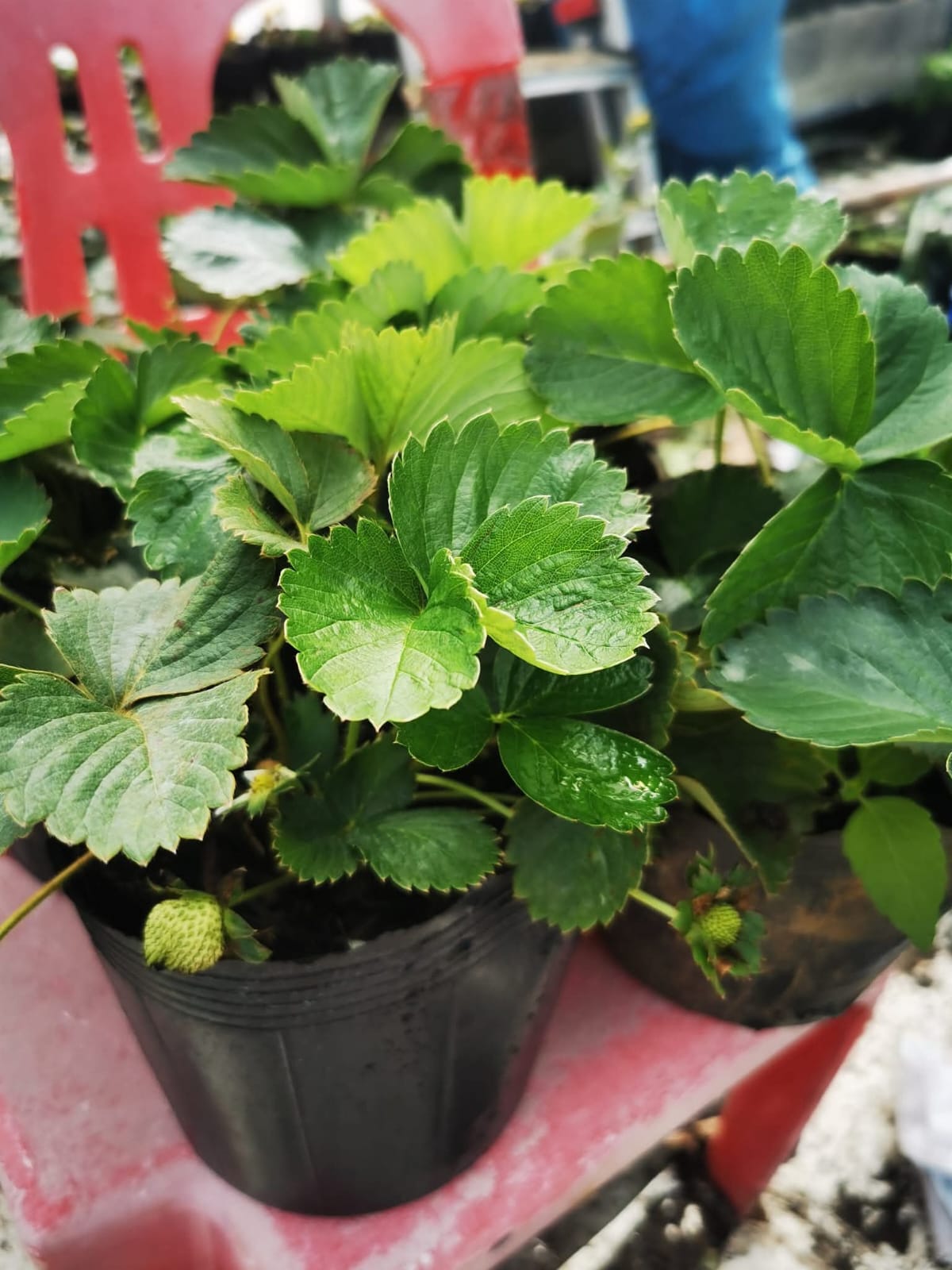 Potted Strawberry