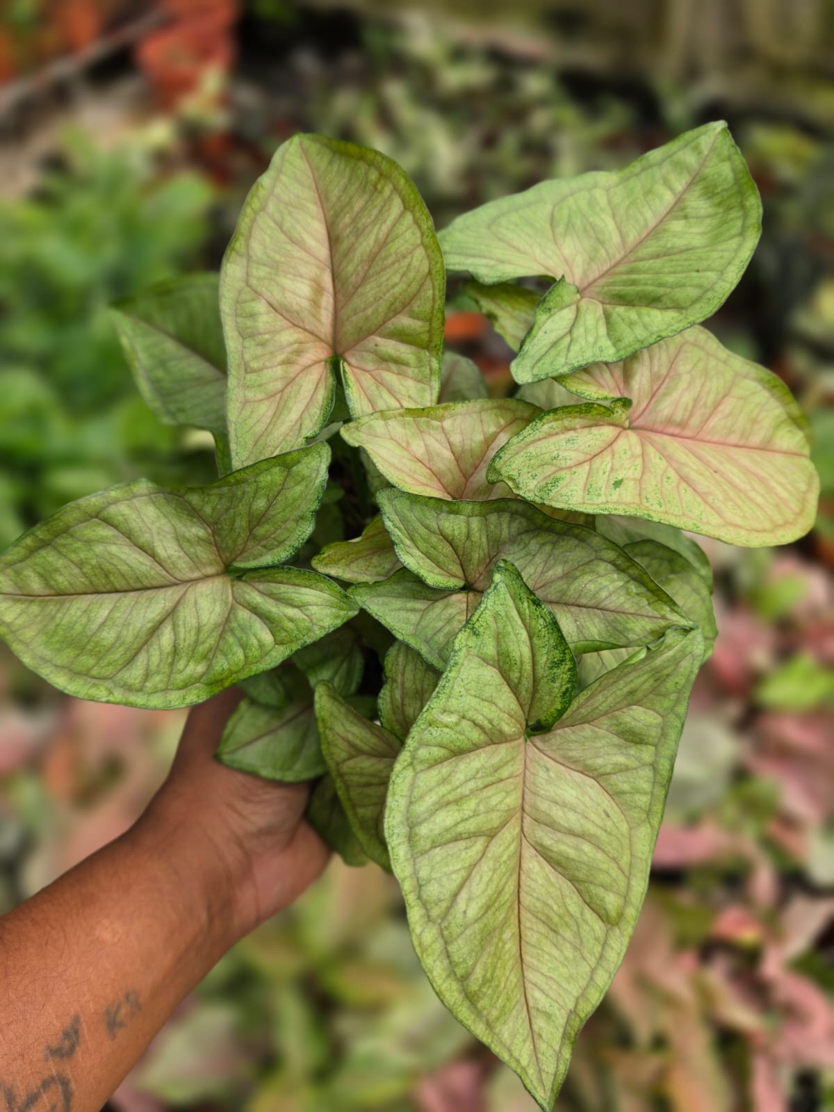 Syngonium Cream Allusion Arrowhead Plant