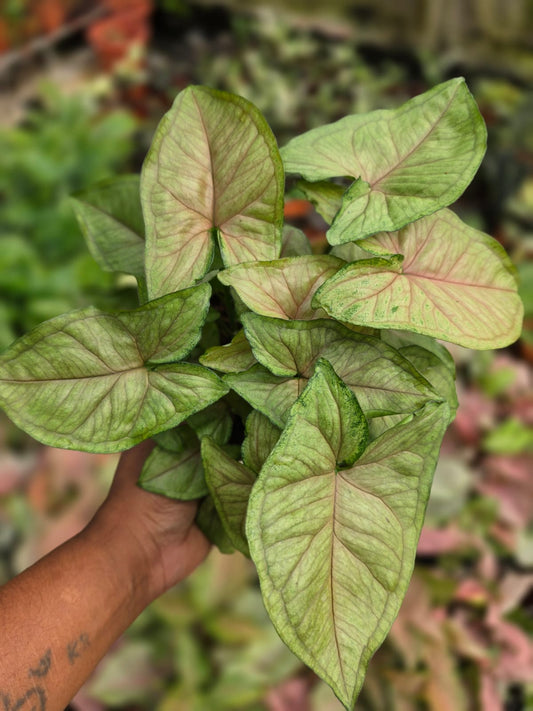 Syngonium Cream Allusion Arrowhead Plant