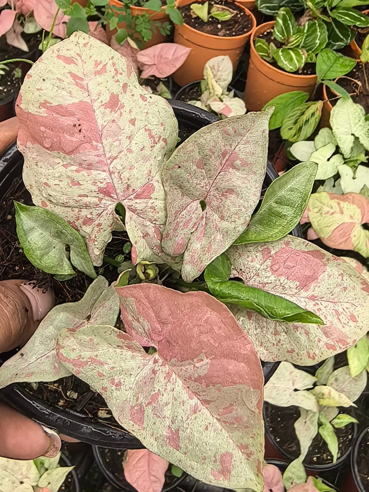 Syngonium Milk Confetti Arrowhead Plant