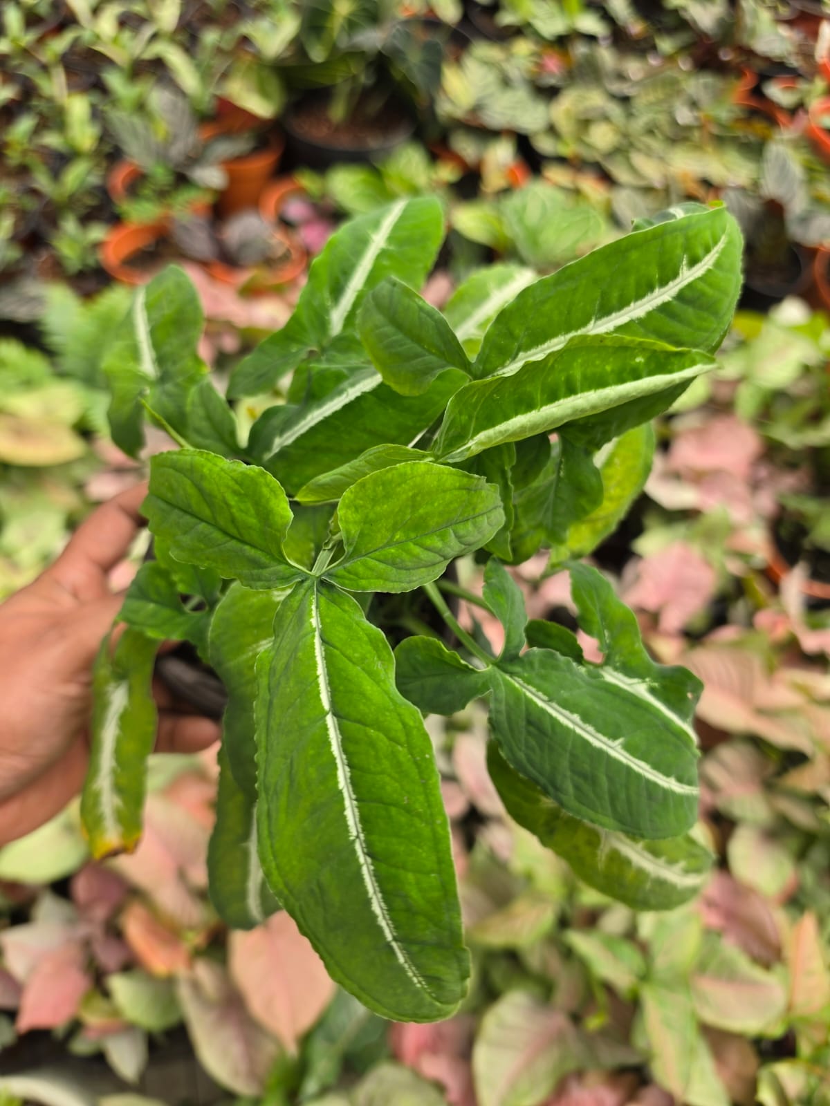 Syngonium Wayetti Arrowhead Plant