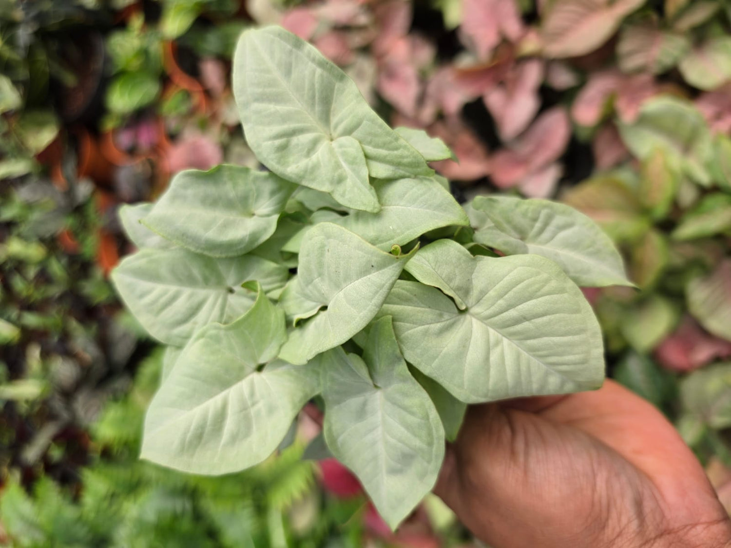 Syngonium White Butterfly Arrowhead Plant