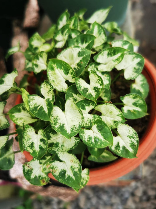 Syngonium Pixie Arrowhead Plant
