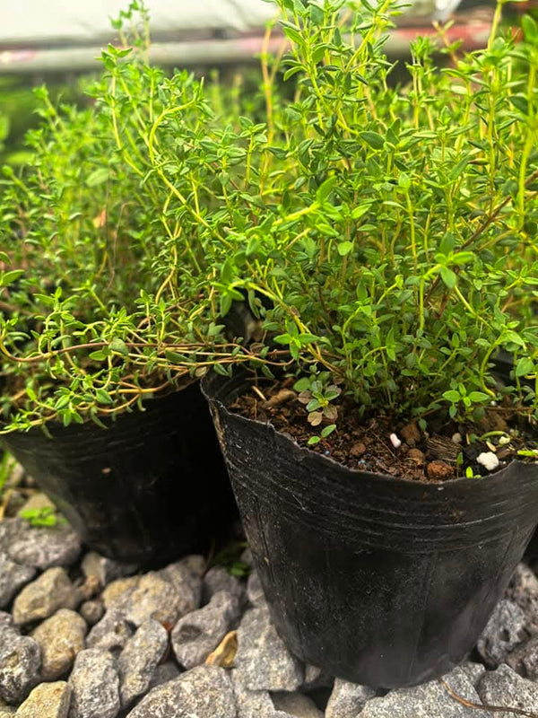 Potted Thym