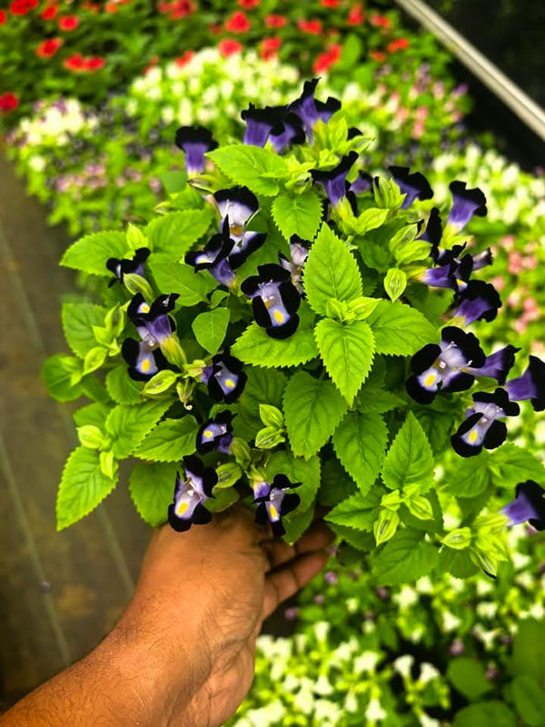 Torenia Purple Wishbone Flower