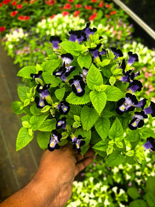 Torenia Purple Wishbone Flower