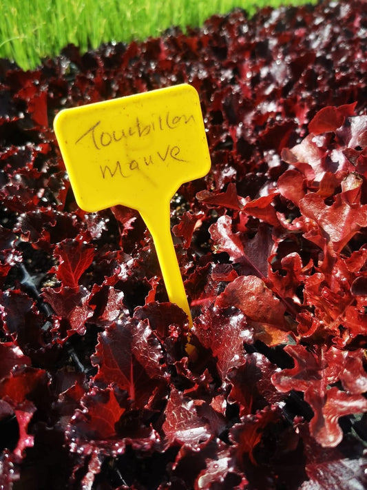 Tourbillon Mauve