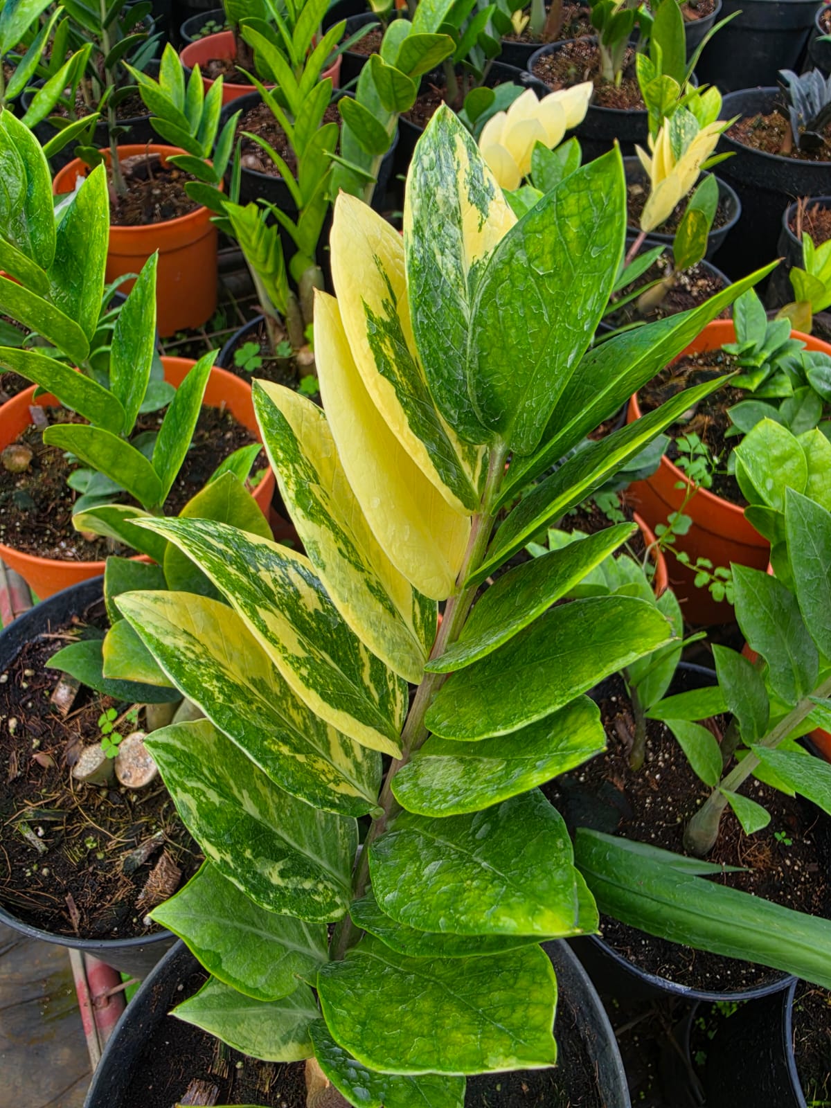 Variegated Zamia