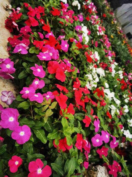 Vinca Filante 167