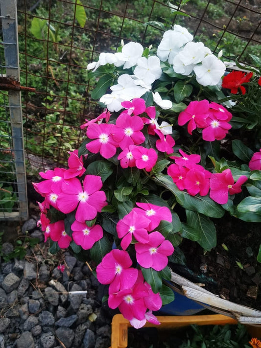 Vinca Filante 168