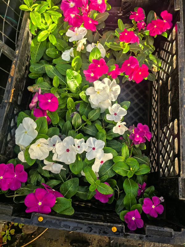 Vinca Filante 173