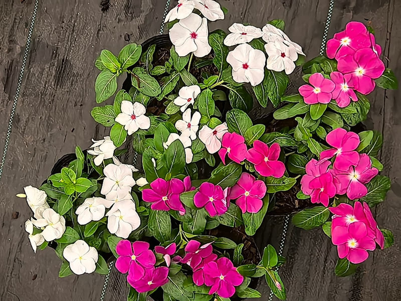 Vinca Filante 182