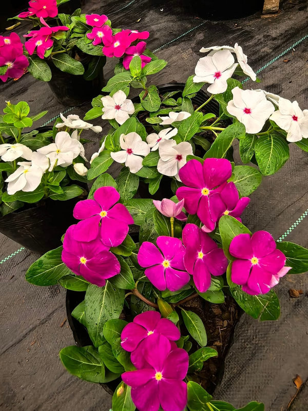 Vinca Filante 183