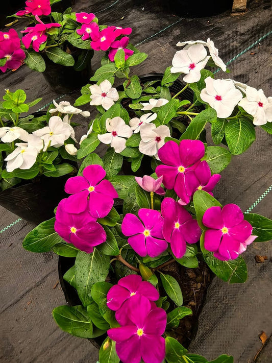 Vinca Filante 183