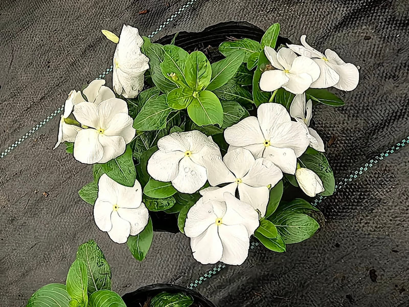 Vinca Filante 185