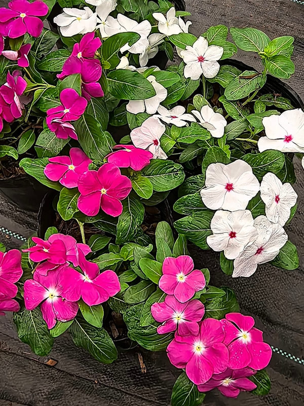 Vinca Filante 186