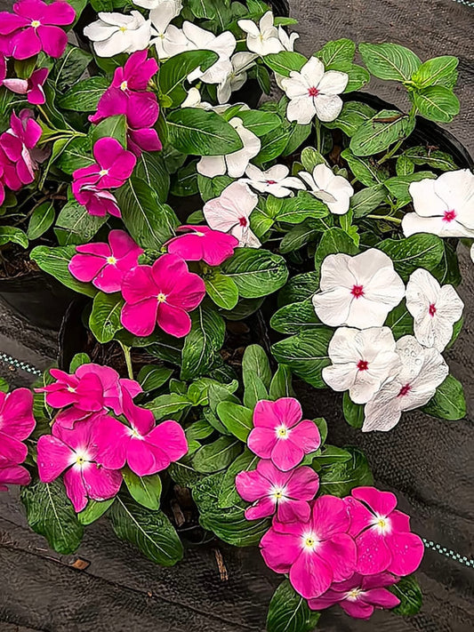 Vinca Filante 186