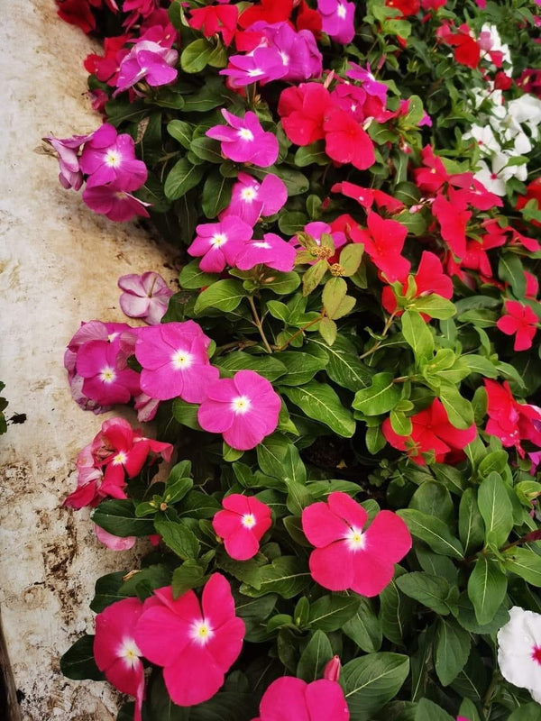 Vinca Filante 187