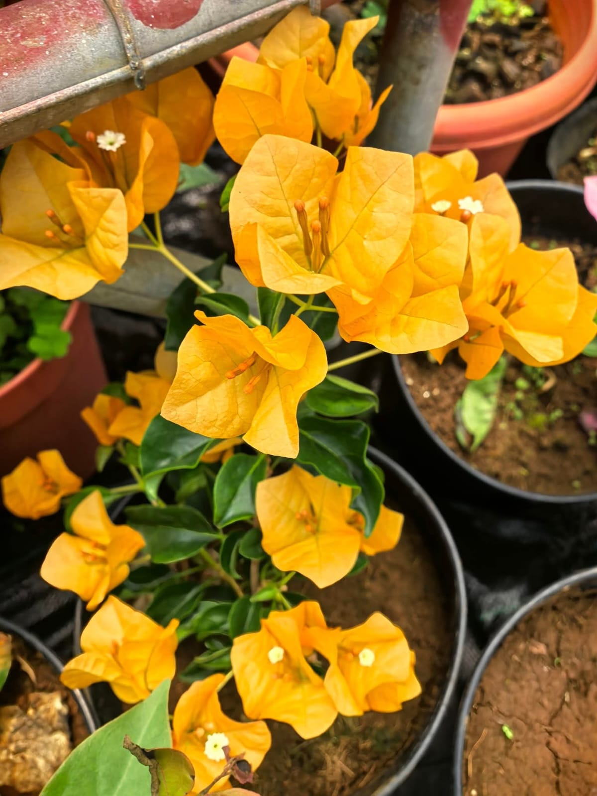 Yellow Bougainvillea Dwarf
