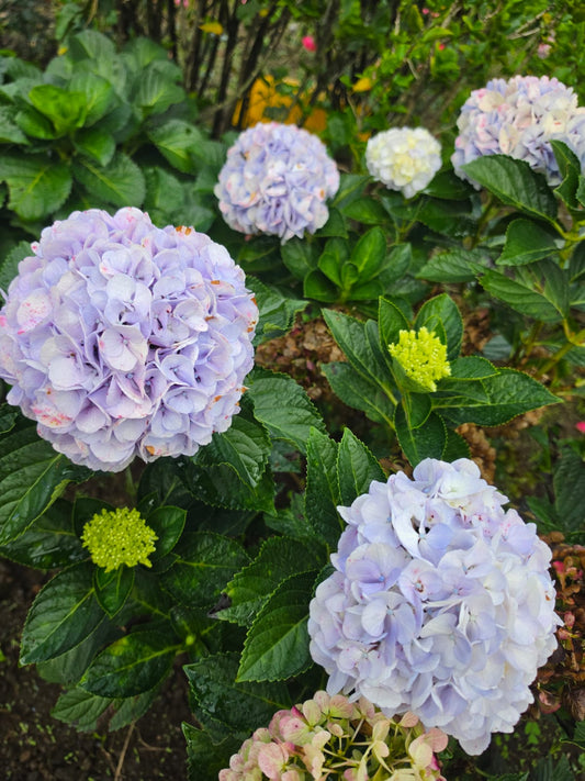 Hortensia plant
