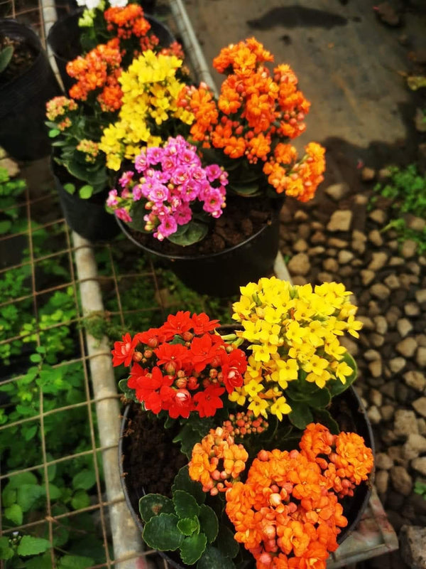 Kalanchoe Yellow — view 3