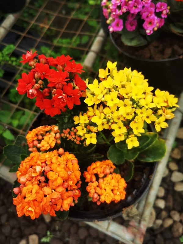 Kalanchoe Pink — view 2