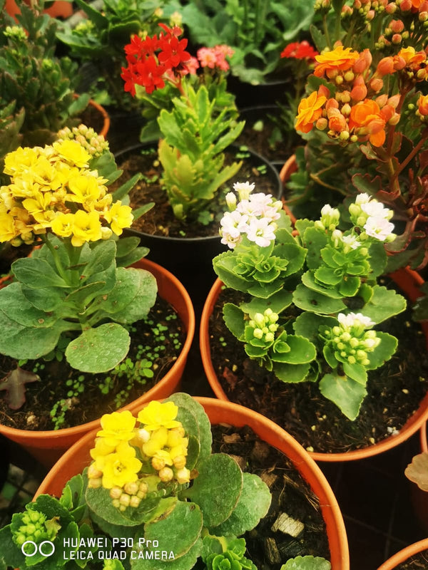 Kalanchoe Pink Varieties — view 3