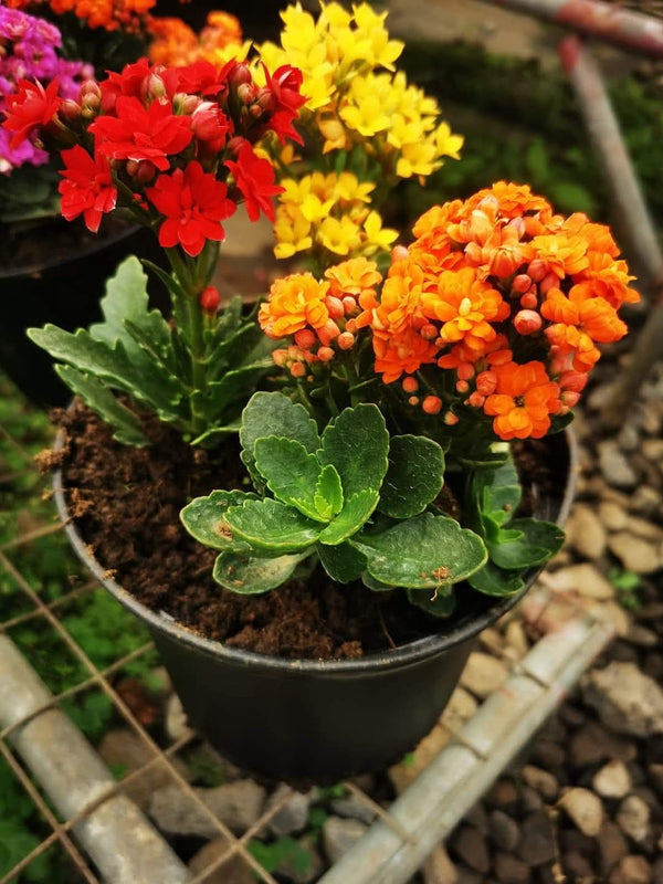 Kalanchoe Light Pink — view 2
