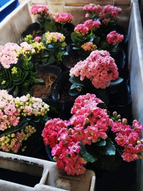 Kalanchoe Pink Flowers