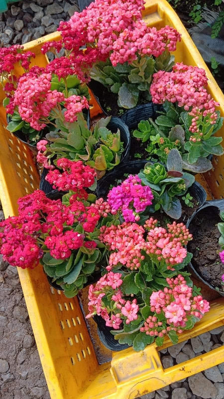 Kalanchoe Pink Varieties