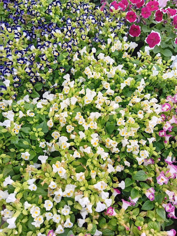 Torenia Purple Flowers