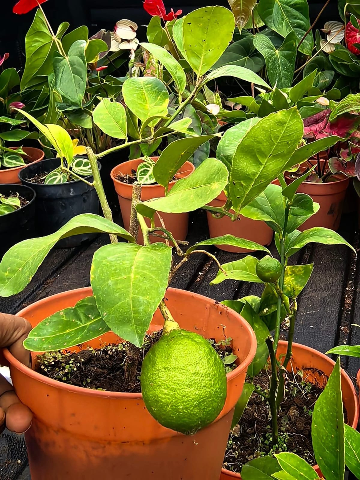 Potted Citrus
